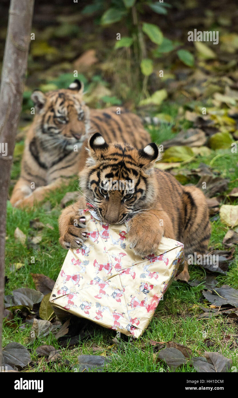 Animals are treated to Christmas presents at the ZSL London Zoo