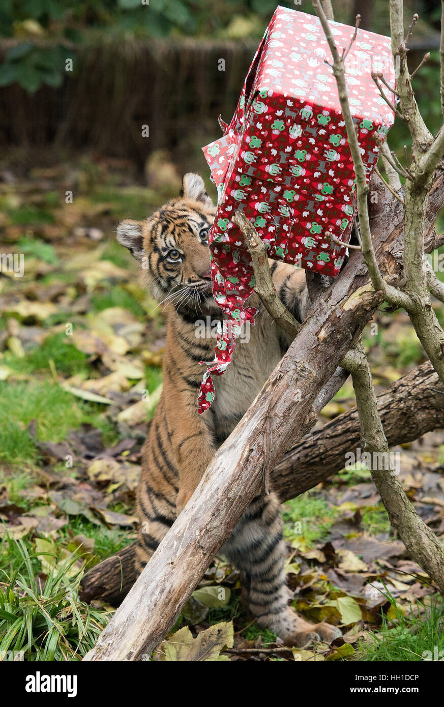 Animals are treated to Christmas presents at the ZSL London Zoo