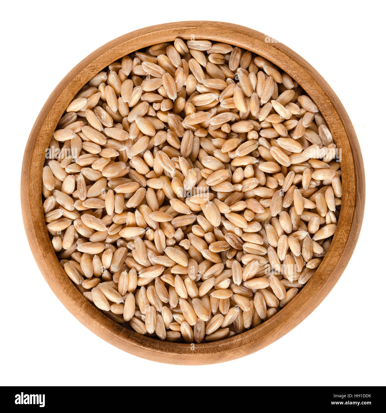 Spelt without husks in wooden bowl. Triticum spelta, also dinkel or hulled wheat, a staple and rediscovered relict crop. Stock Photo