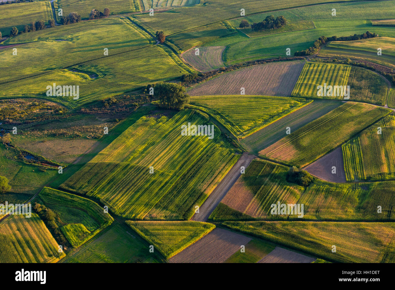 Fields and meadows in evening light, Mengen, Baden-Württemberg, Germany Stock Photo