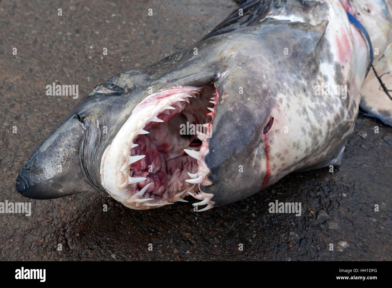 Great white shark (Carcharodon carcharias) on ground, open mouth with sharp teeth, fish market, Beruwela, Western Province Stock Photo