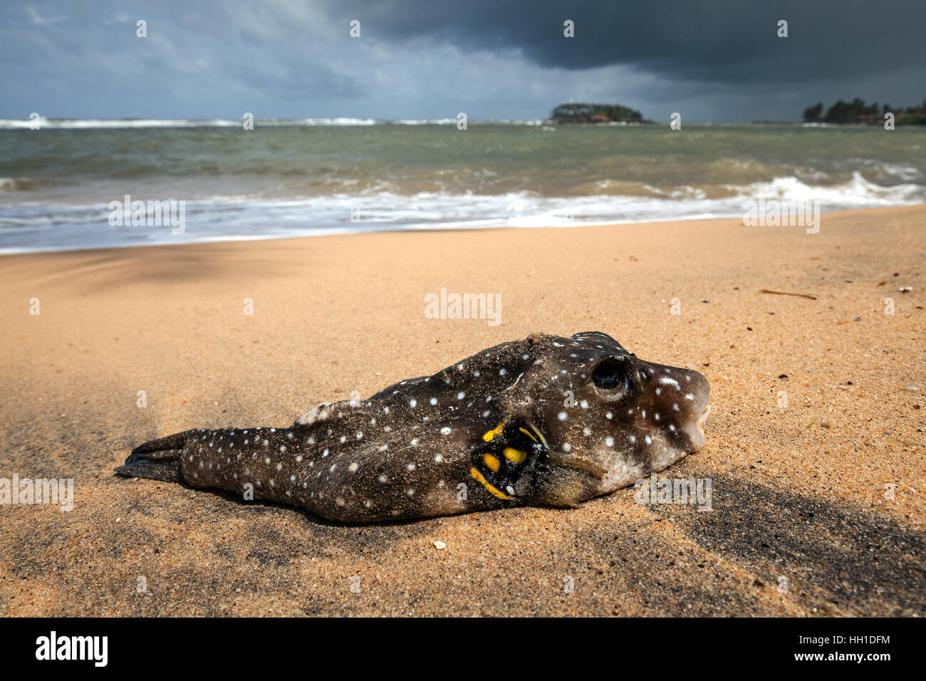 Dead pufferfish (Tetraodontidae) lying on sandy beach, Beruwela, Western Province, Sri Lanka Stock Photo