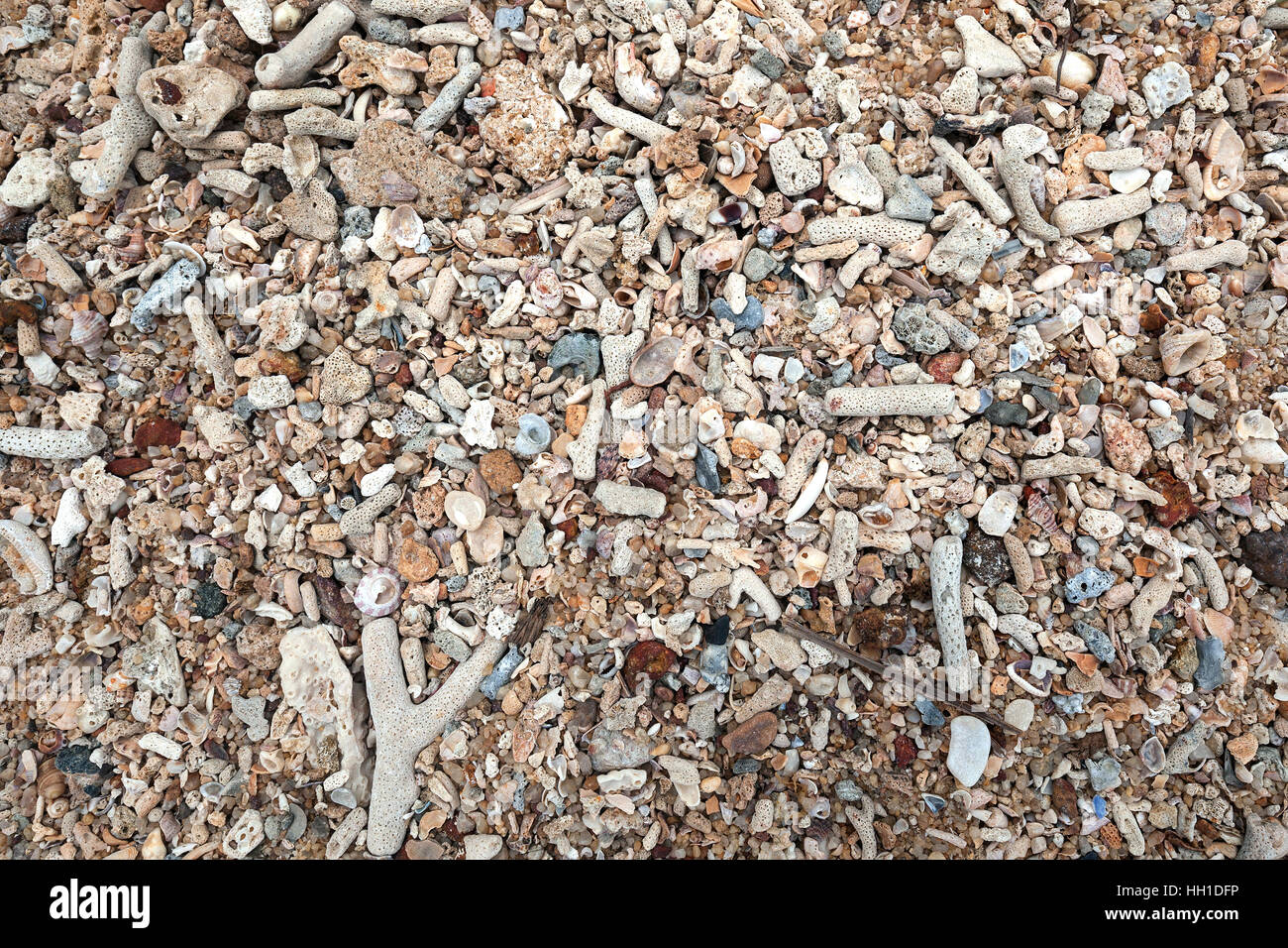Pieces of coral and shells on beach, Beruwela, Western Province, Sri Lanka Stock Photo