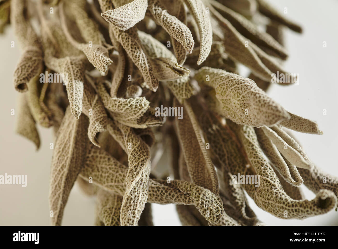 a bunch of dried sage leaves Stock Photo