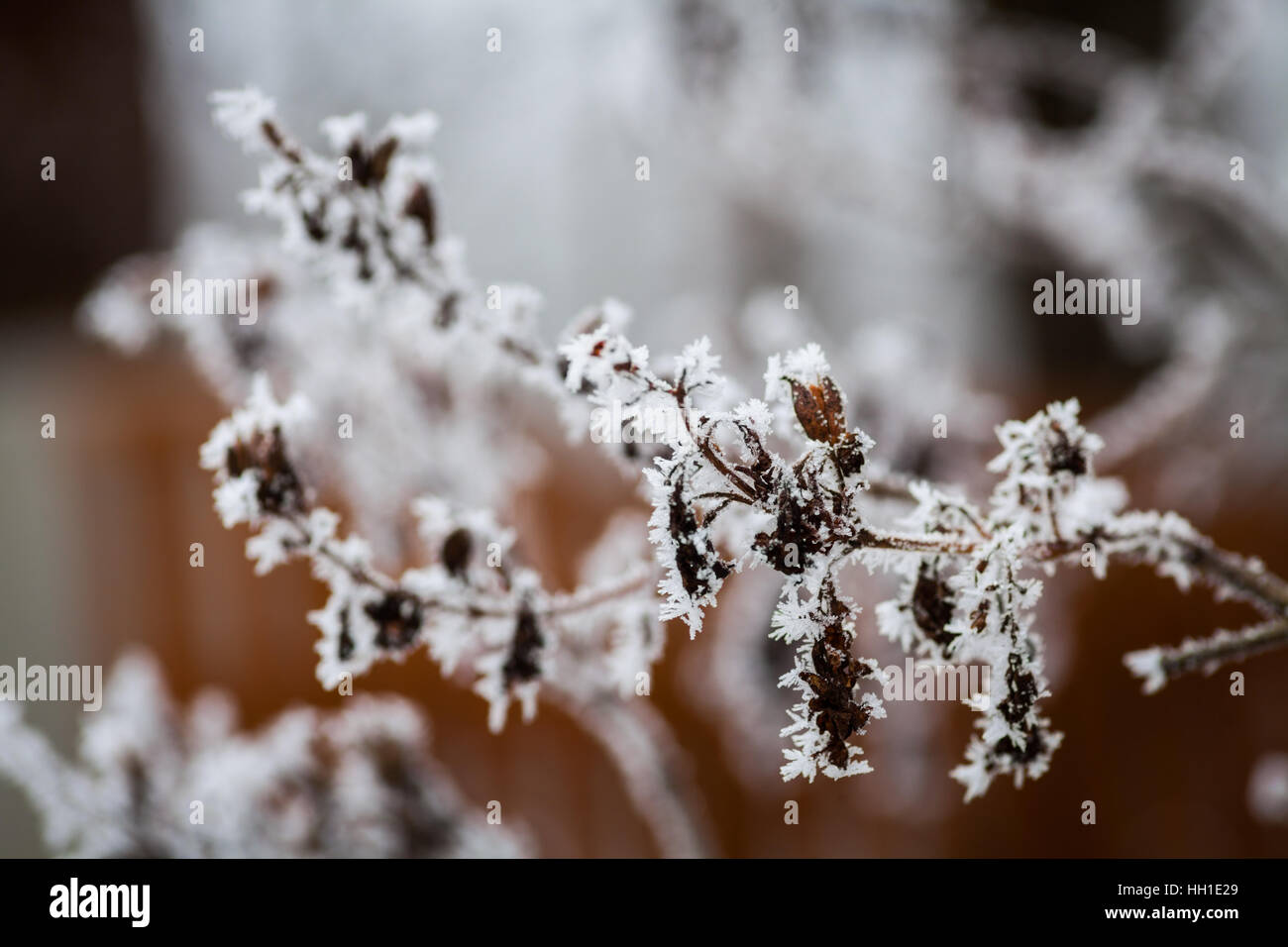 Close up image of a frozen tree branch Stock Photo - Alamy