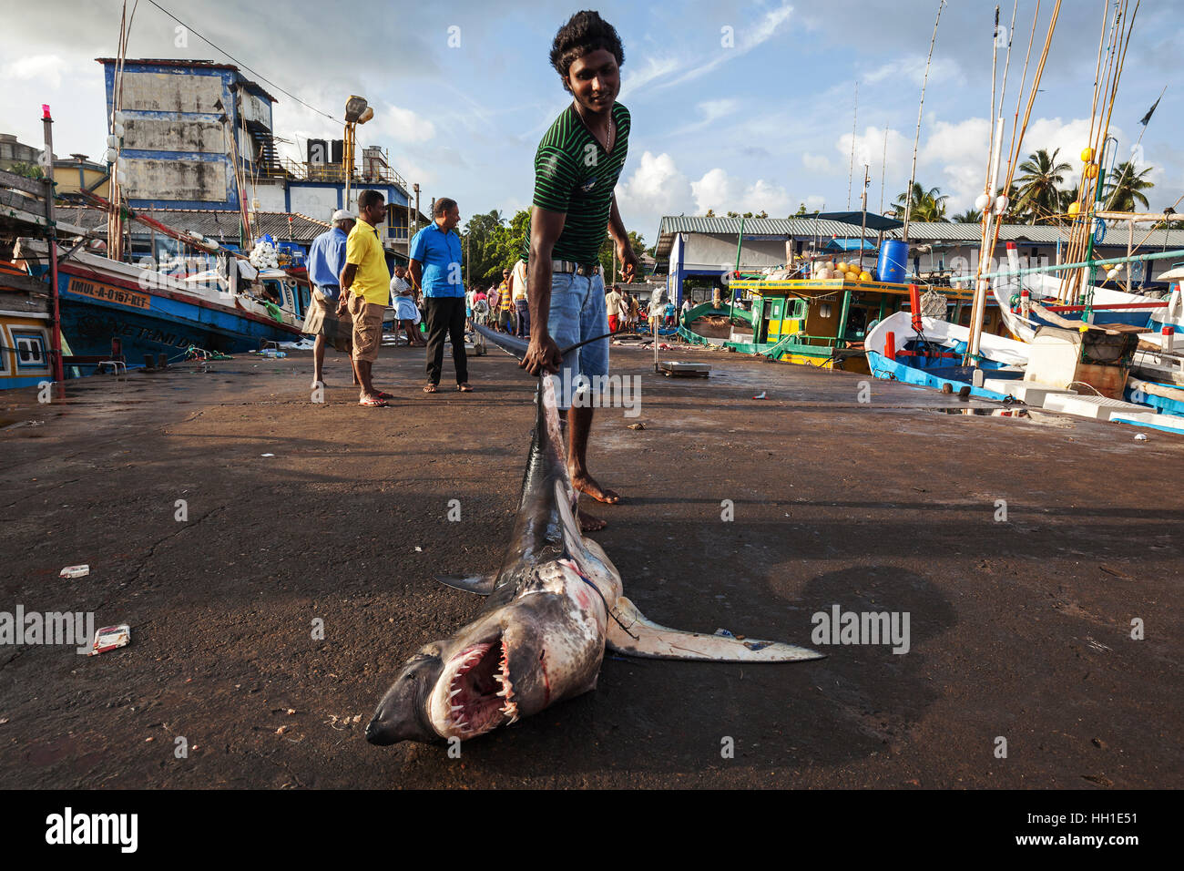 Local young man dragging small great white shark (Carcharodon carcharias) by tail, open mouth, fish market, Beruwela Stock Photo