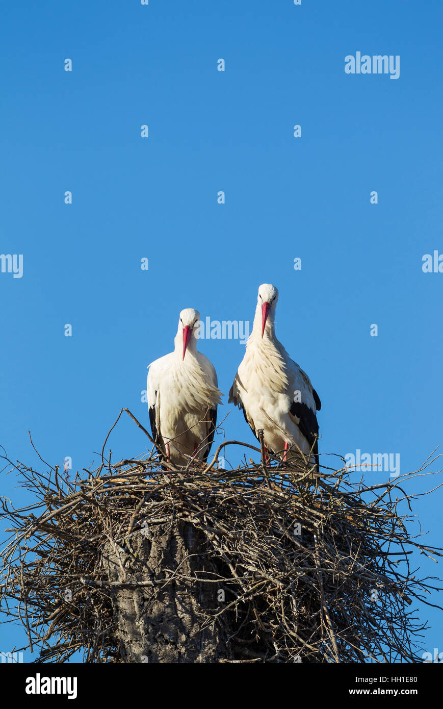 White storks (Ciconia ciconia), pair in the nest, Doñana National Park, Huelva province, Andalusia, Spain Stock Photo