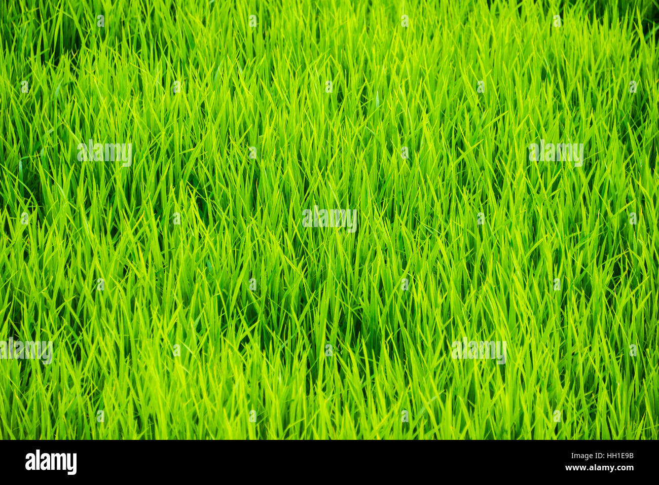Rice (Oryza sp.) plants, green paddy field, rice cultivation, Vietnam Stock Photo