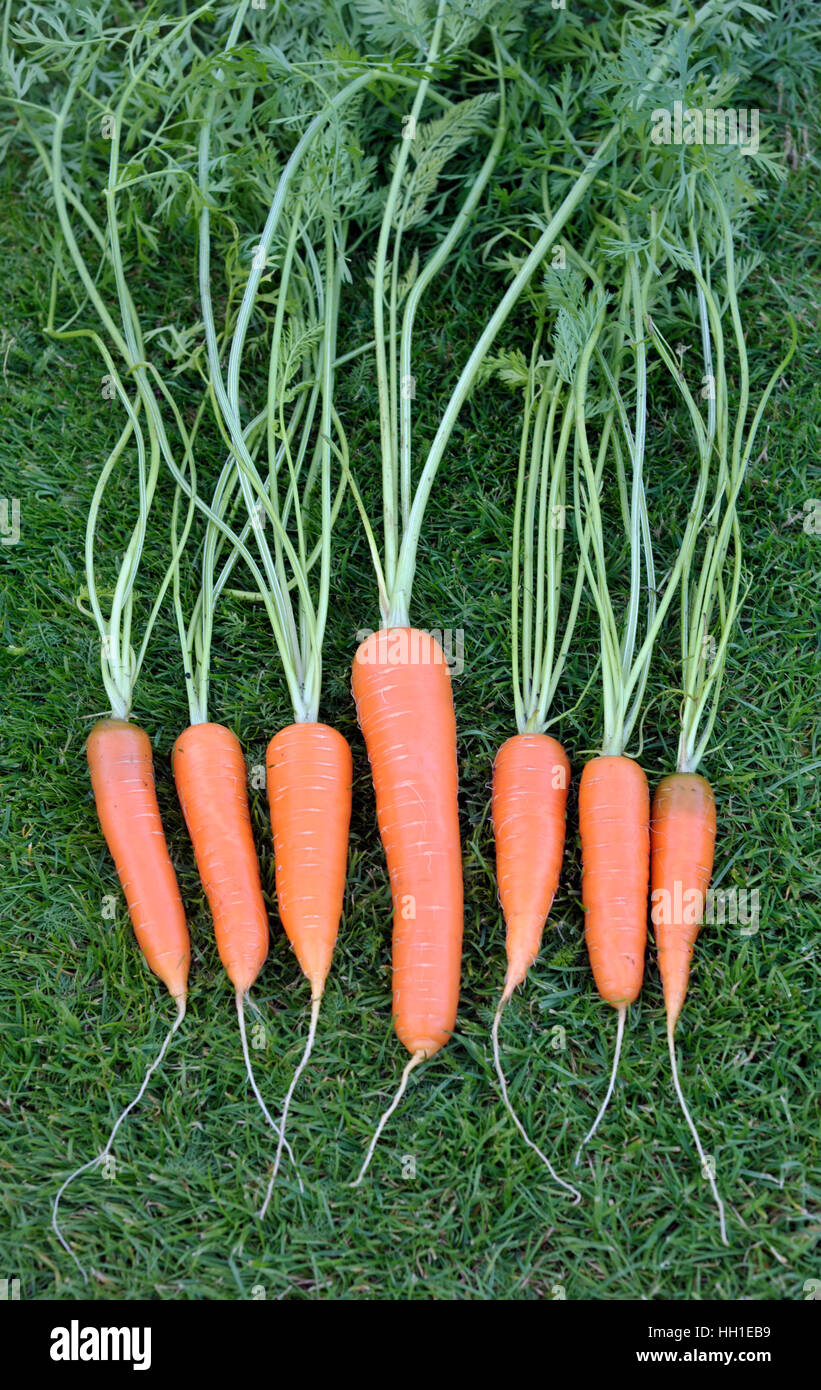 Home grown carrots, variety Amsterdam Forcing. Stock Photo