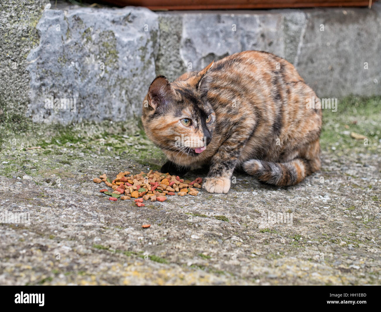 Wary stray cat, kitten eating cat biscuits! Licking lips. Stock Photo