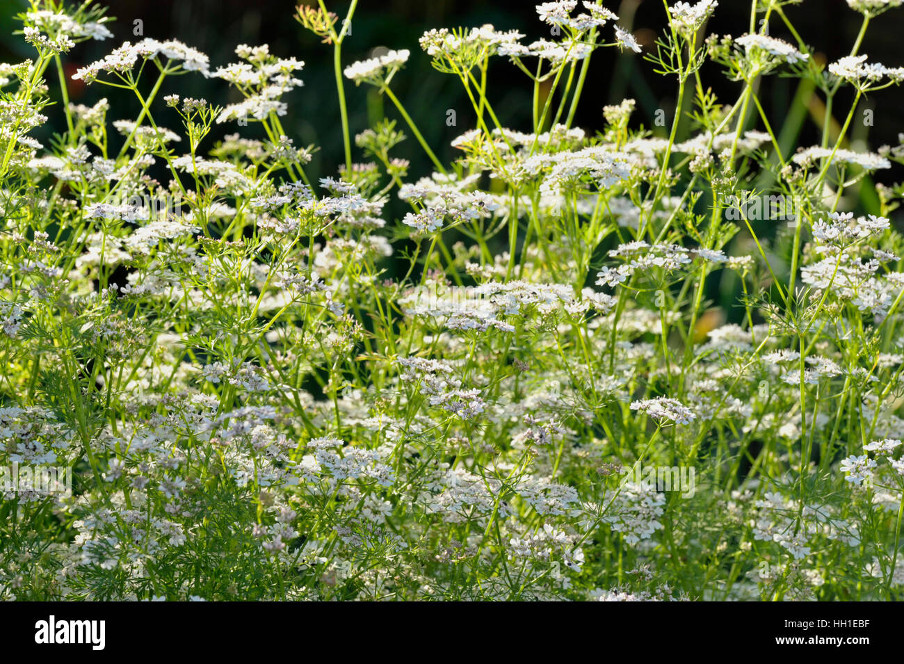 Coriander plants in flower Stock Photo Alamy
