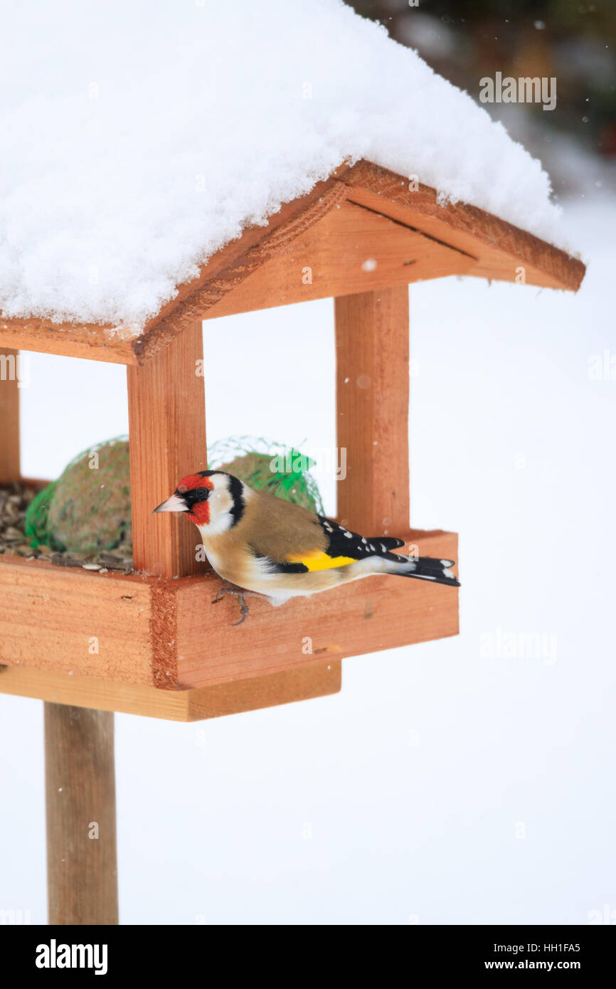 European Goldfinch Or Goldfinch Carduelis Carduelis Feeding In