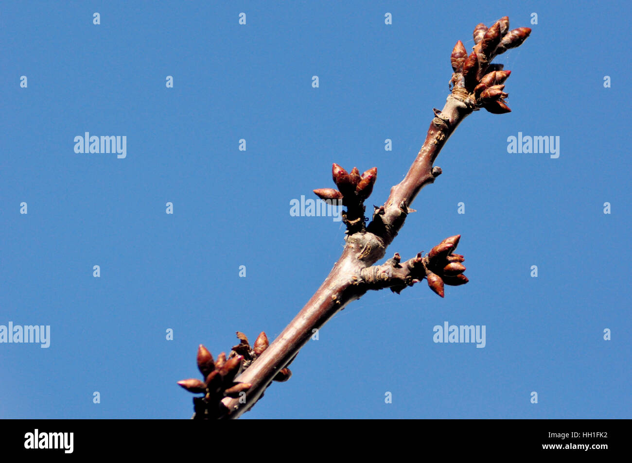 Cherry Tree In Winter High Resolution Stock Photography and Images Alamy