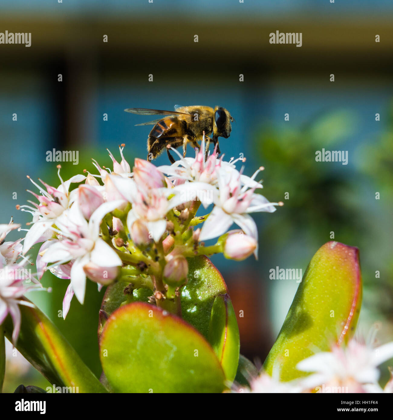 Honeybee Collecting Pollen From a Jade Plant Stock Photo