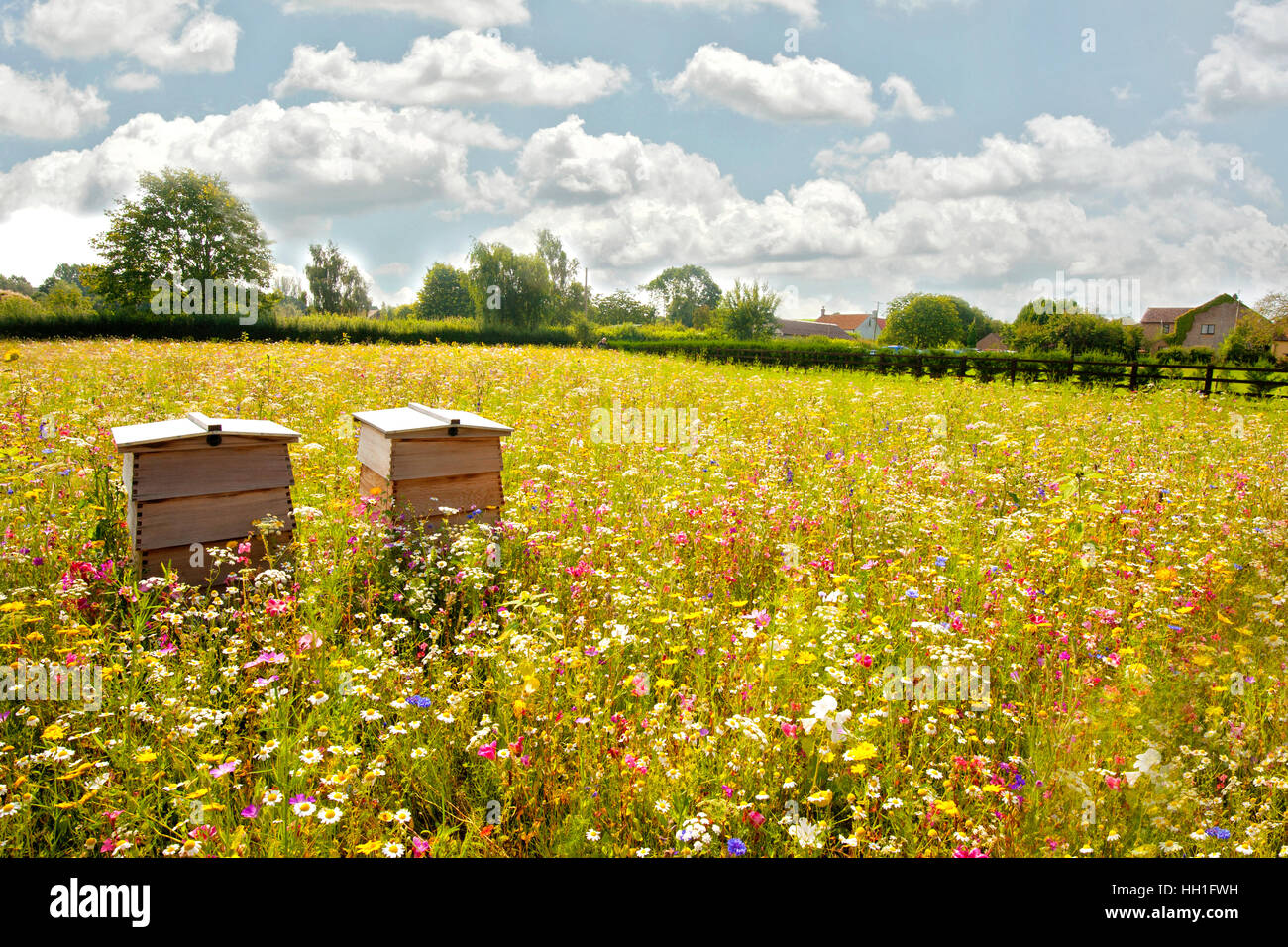 Bee Hives in a vibrant flower meadow with a blue sky and fluffy white clouds, Stock Photo