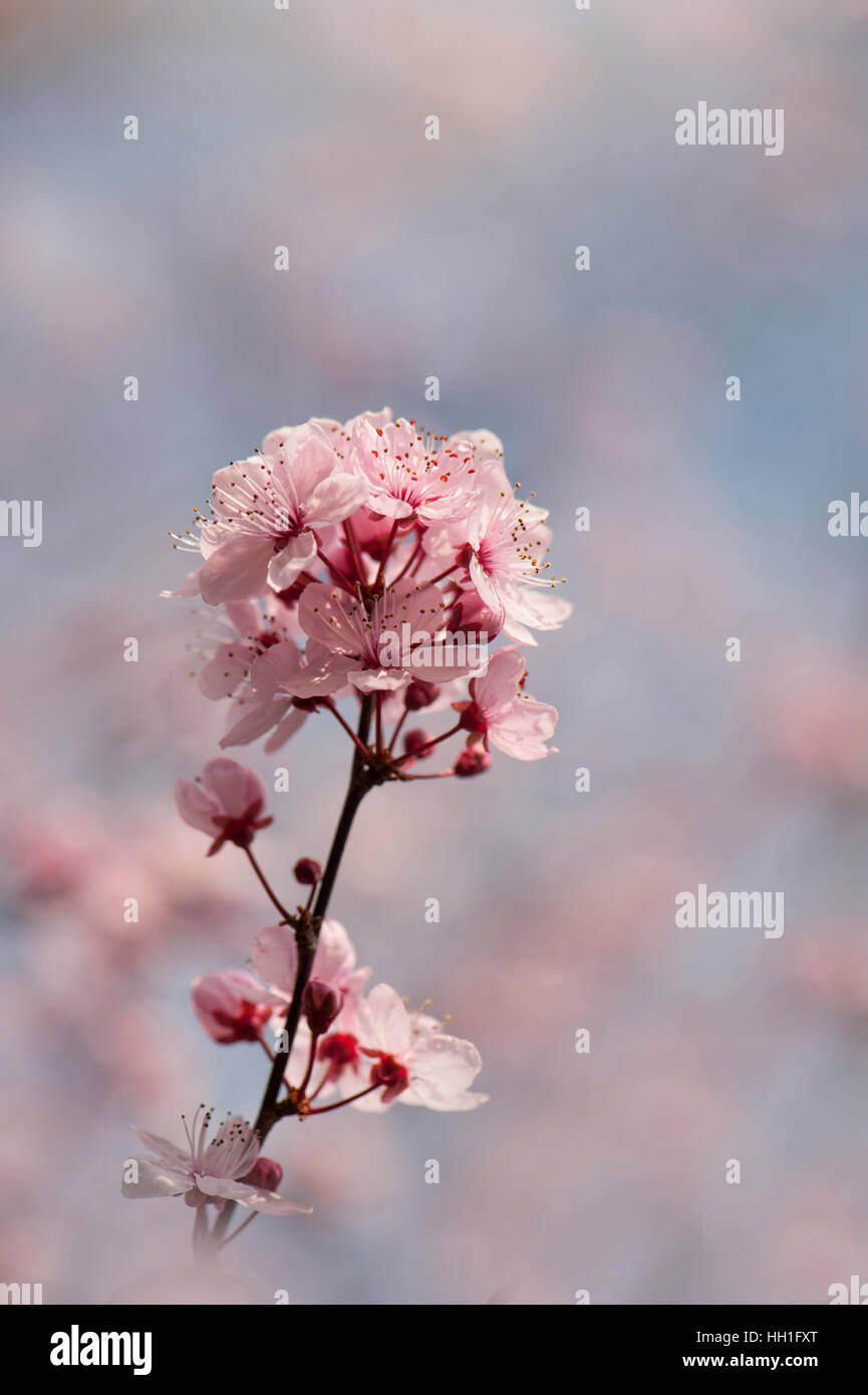 Black Cherry Plum tree spring pink blossom flowers, also known as Prunus cerasifera 'Nigra', image taken against a blue sky Stock Photo