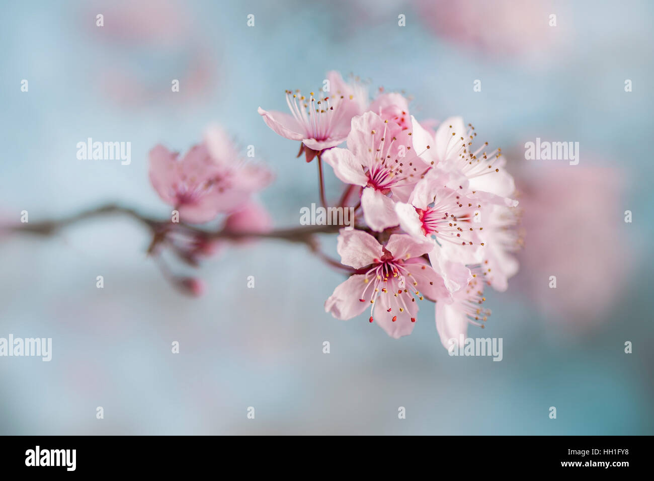 The beautiful pink spring blossom of the Black Cherry Plum Tree also known as Prunus Cerasifera Nigra, taken against a blue sky and soft background Stock Photo