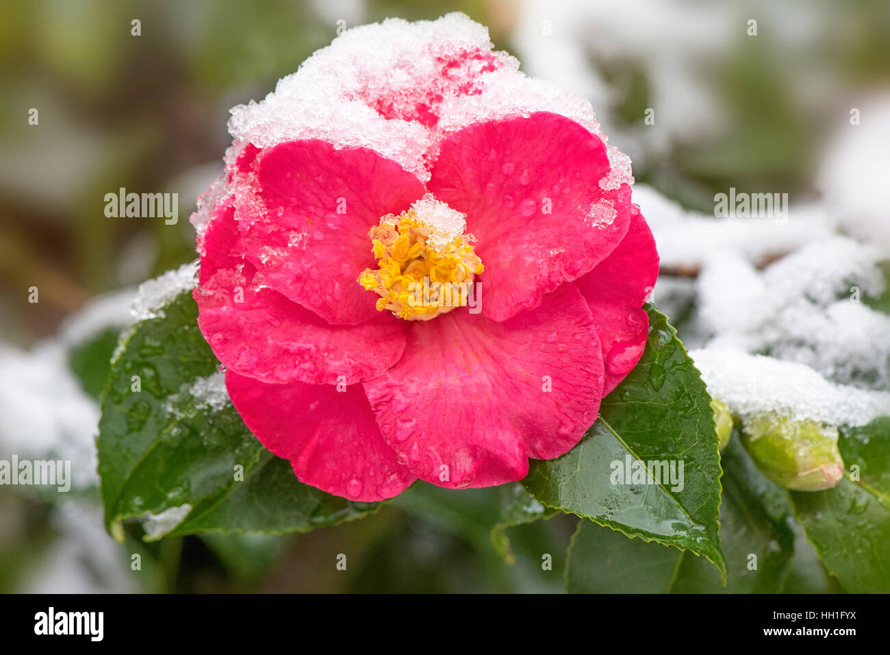 Close-up image of a red Camellia flower covered in snow. Stock Photo