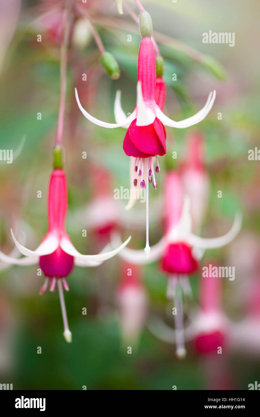 Close-up image of delicate red and cream Fuchsia flowers taken against a soft background Stock Photo