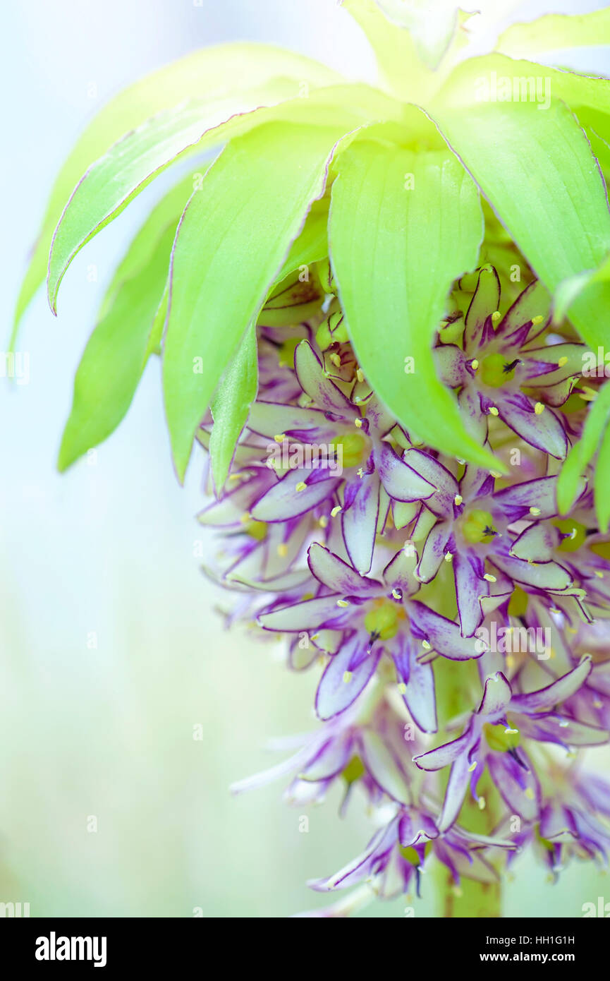 Close-up image of the beautiful Pineapple Lily flower also known as Eucomis bicolor, portrait image taken with a soft background Stock Photo