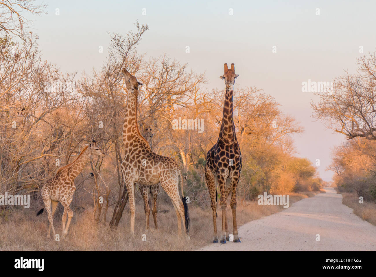 Three giraffes photographed in the late afternoon grazing on some trees in the Kruger National Park, South Africa. Stock Photo