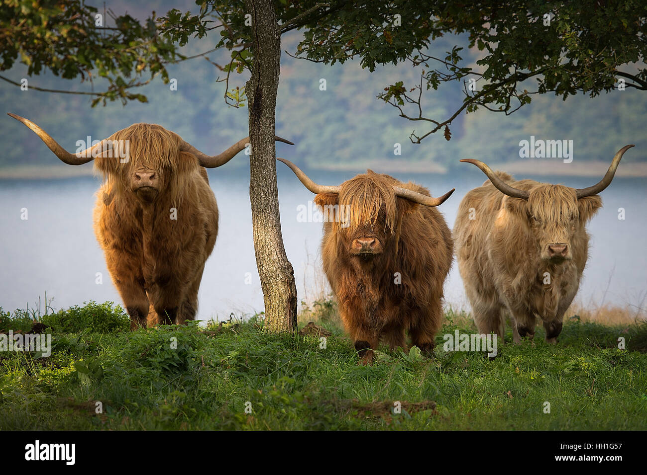 Highland cattle in the hills Stock Photo