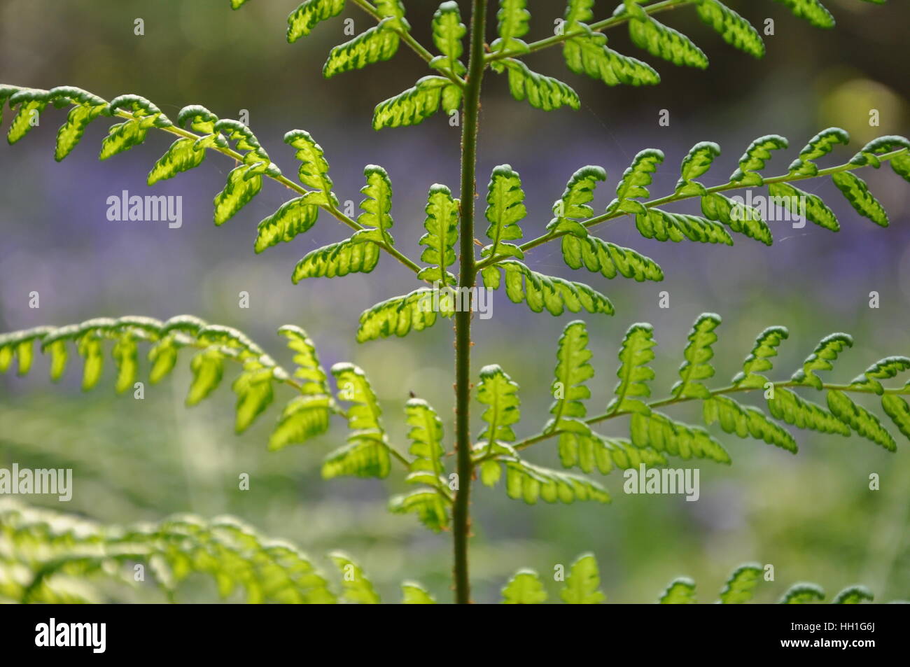 Woodland fern hi-res stock photography and images - Alamy