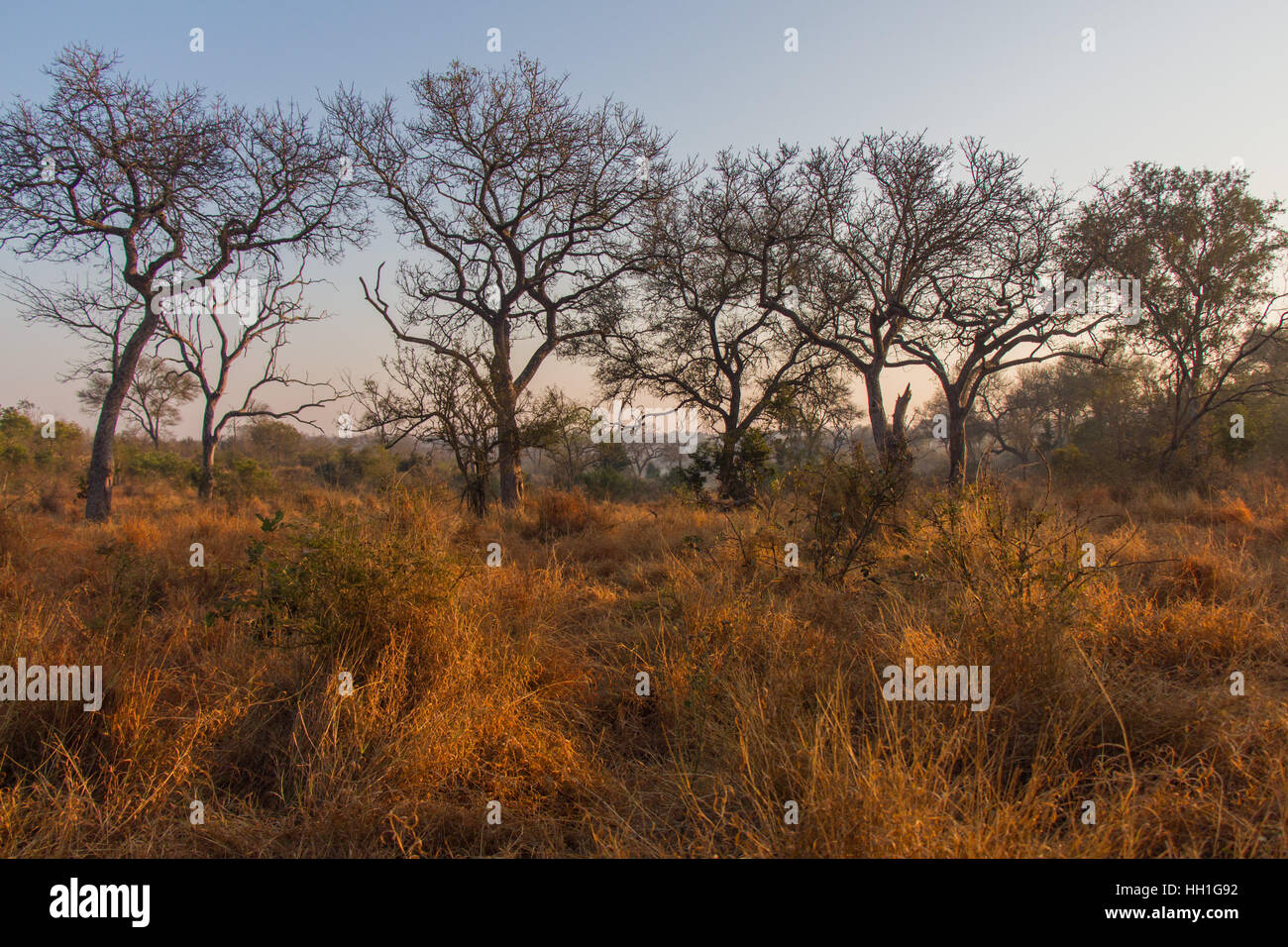 This colourful landscape was taken at dawn as the sun was partially risen and colours were being cast over the bushveld and sky. Stock Photo