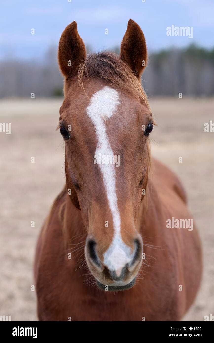 Horse portrait looking straight on to camera Stock Photo Alamy