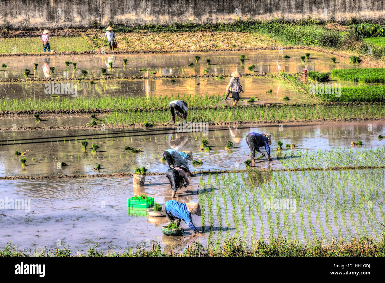 Vietnamese rice farmworkers planting rice in a paddy field.  This photo was taken on the way to Halong Bay, Hanoi. Stock Photo