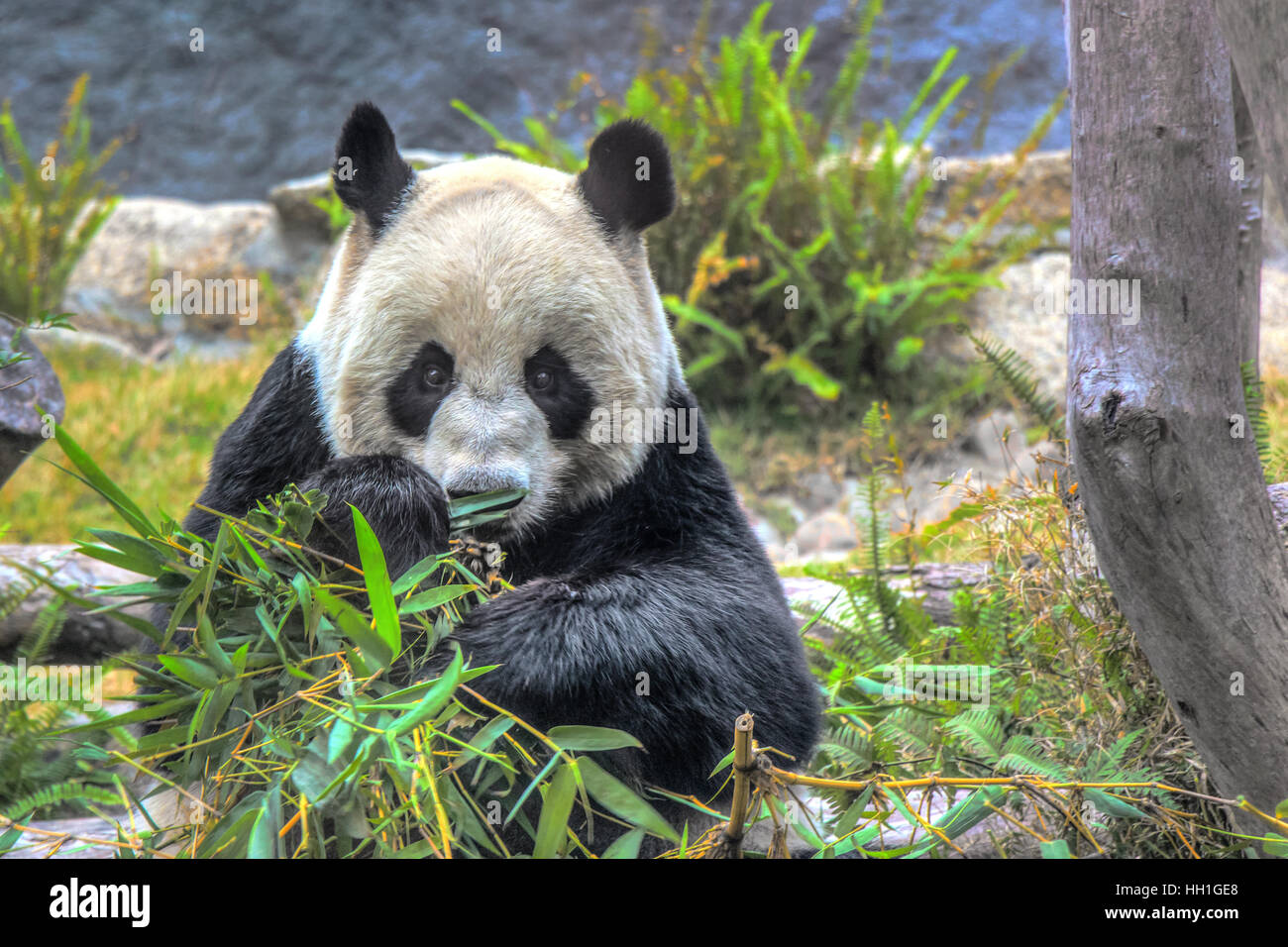 Xin Xin the giant Panda watching me while eating some bamboo in  Seac Pai Van Park, Seac Pai Van Park, Stock Photo