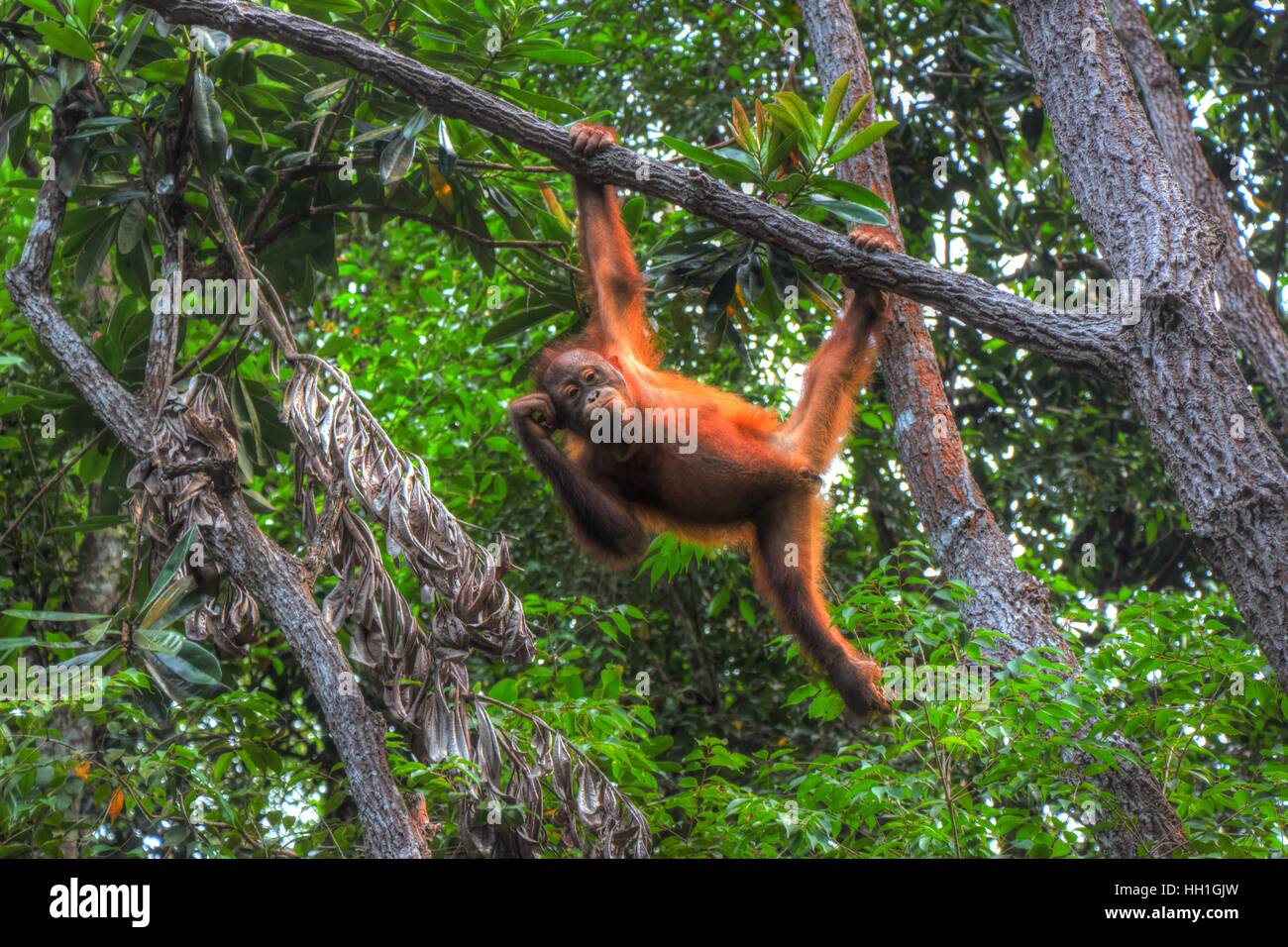 An orangutang swinging from a tree at the Sepilok Rehabilitation Centre in Sabah, Malaysia. Stock Photo