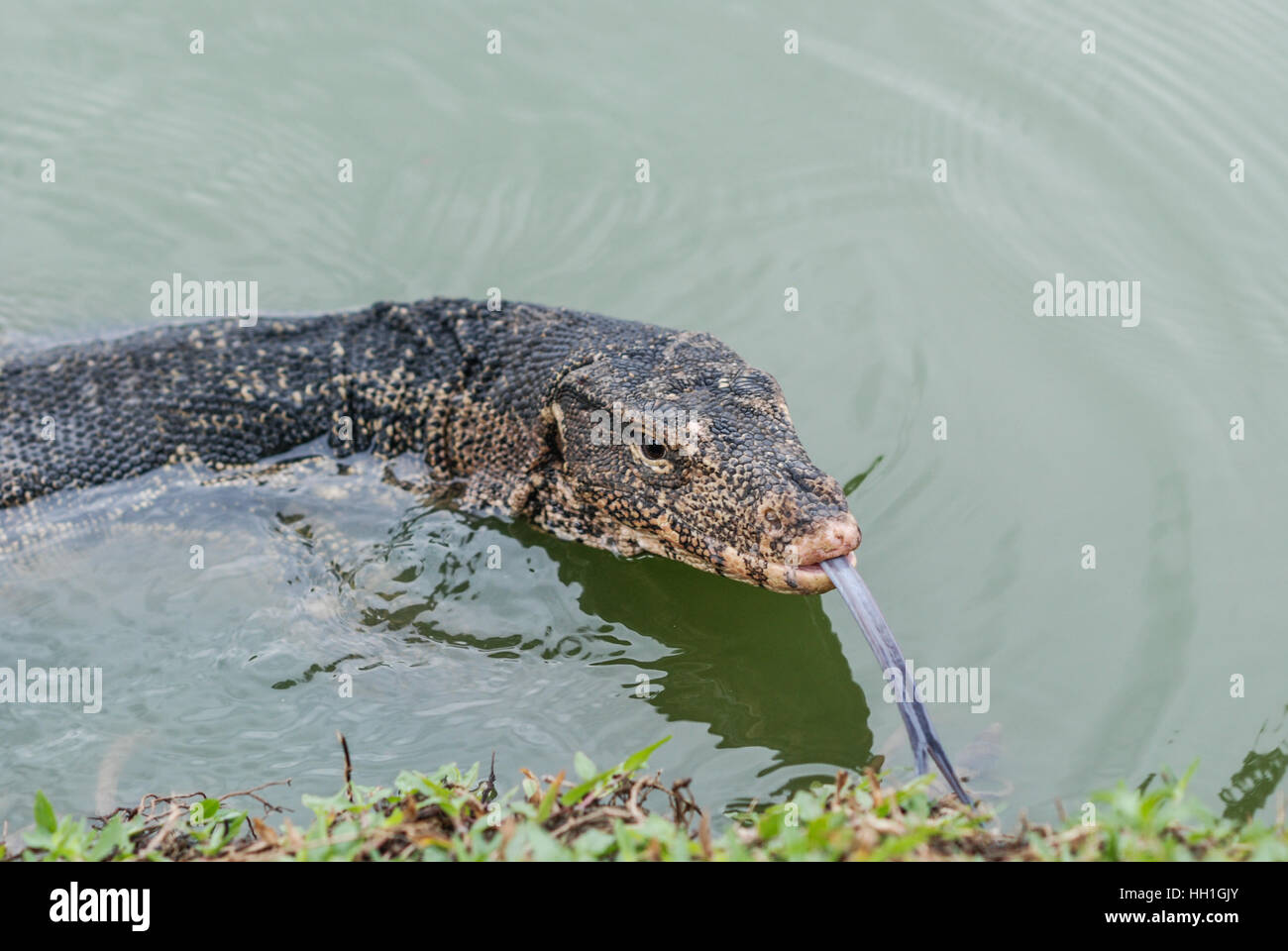 Monitor lizard , Lumphinee park, Bangkok, Thailand Stock Photo Alamy