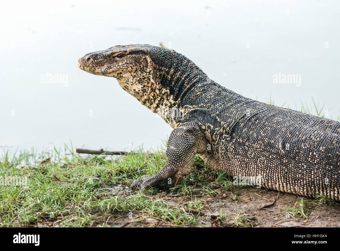 Monitor lizard , Lumphinee park, Bangkok, Thailand Stock Photo Alamy