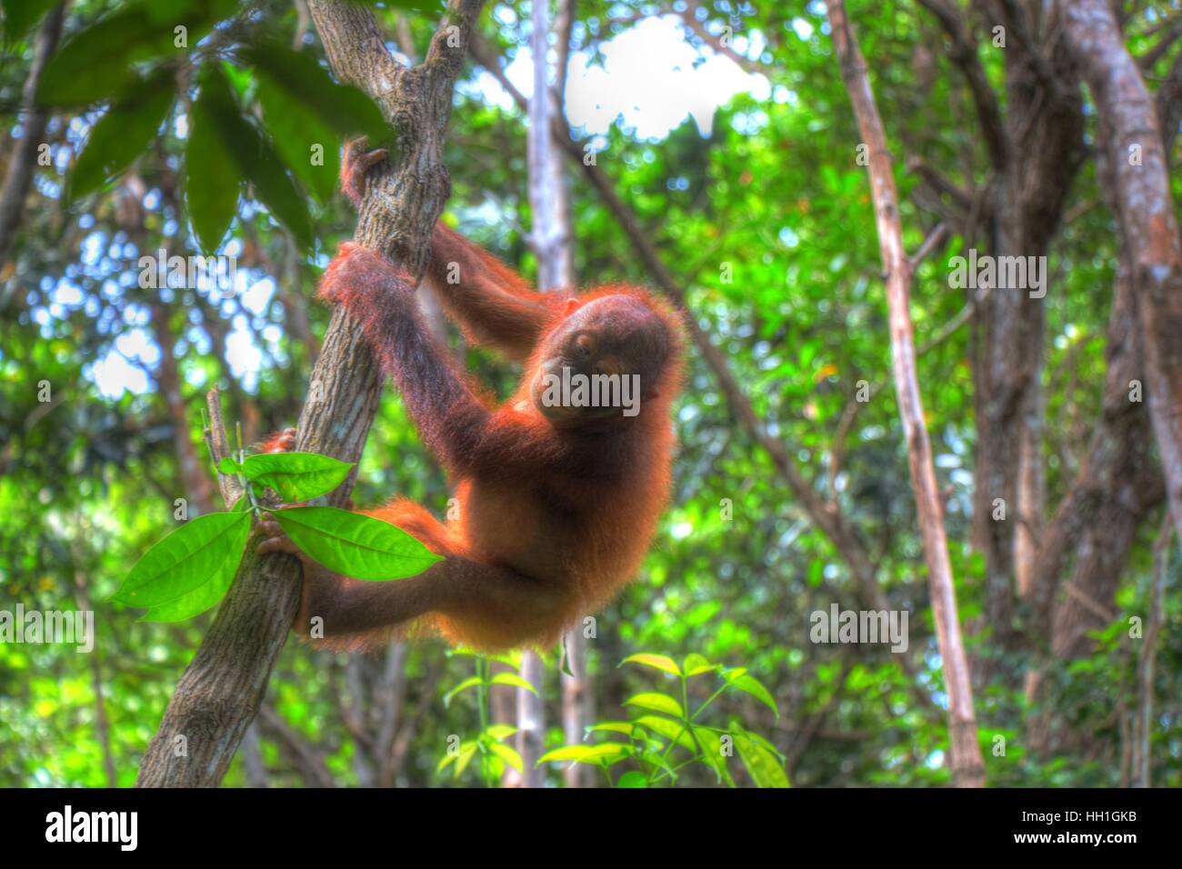A beautiful sunlit orangutang swinging from a tree at the Sepilok Rehabilitation Centre in Sabah, Malaysia. Stock Photo