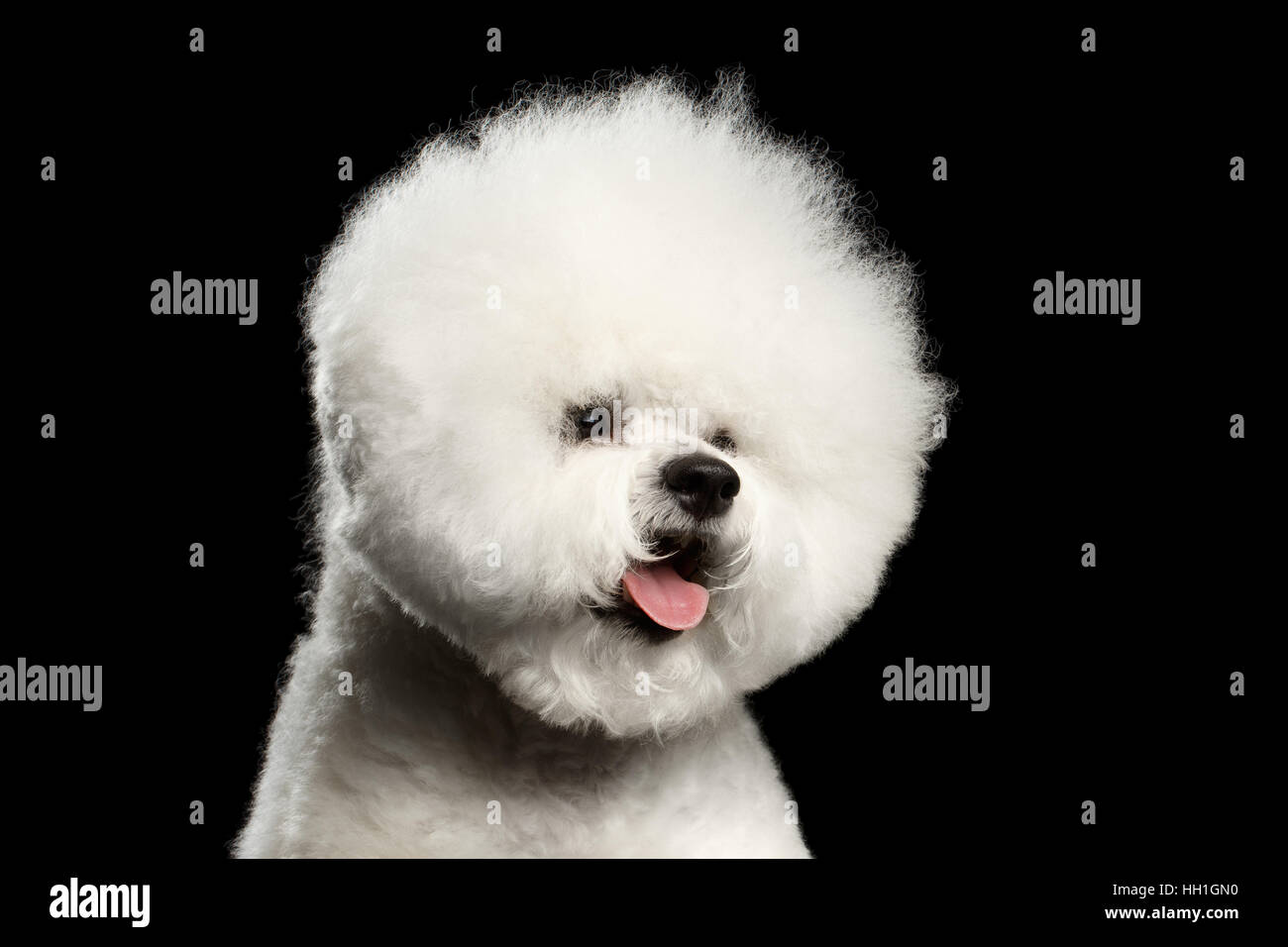 Close-up portrait of white bichon frise dog with groomed fur like ball head isolated on black background, front view Stock Photo