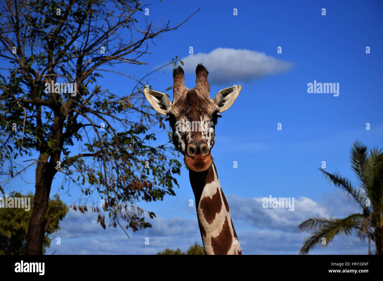 The giraffe in your habitat Stock Photo Alamy