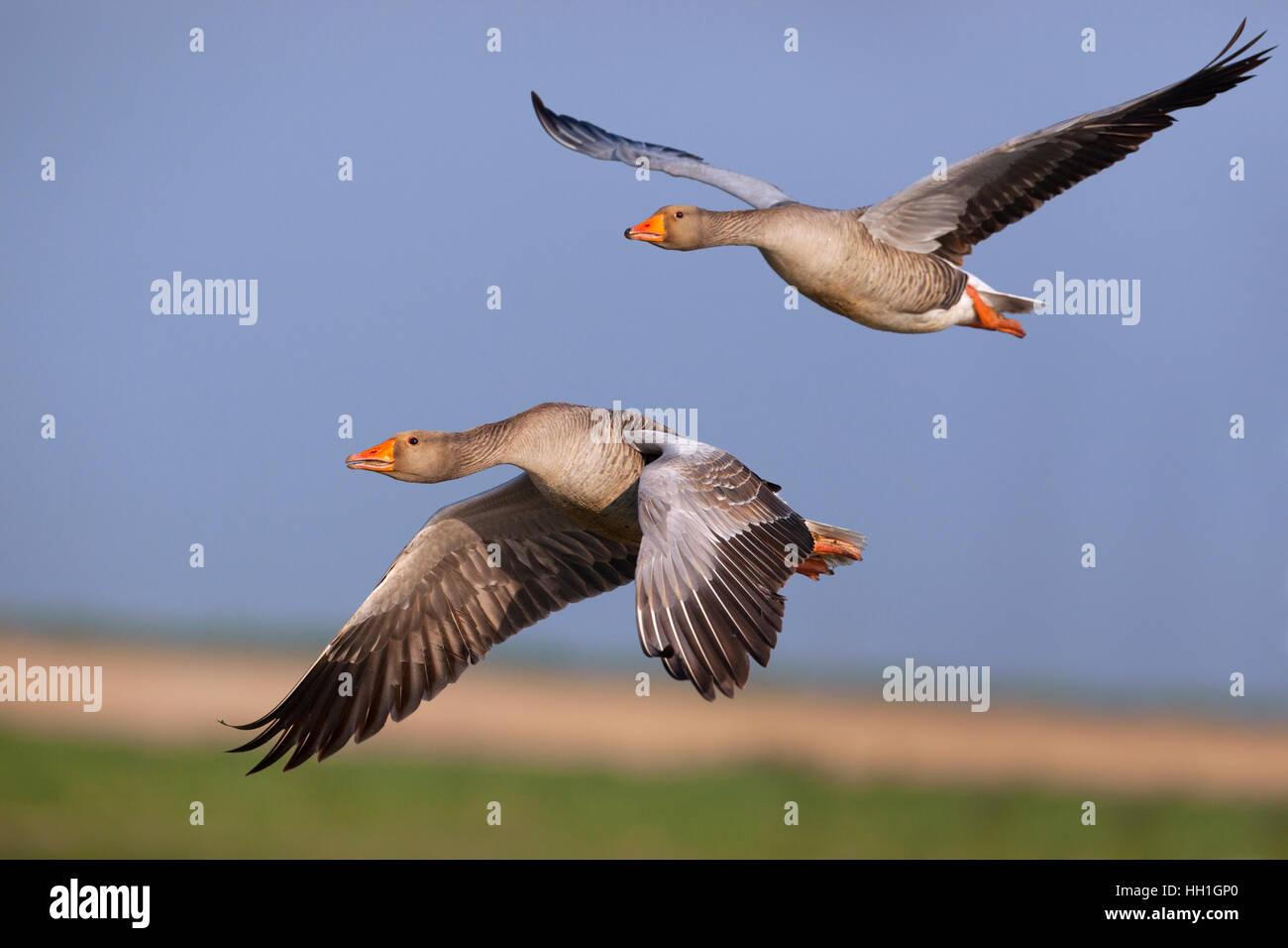 Greylag Geese Anser anser taking off Cley Norfolk Stock Photo