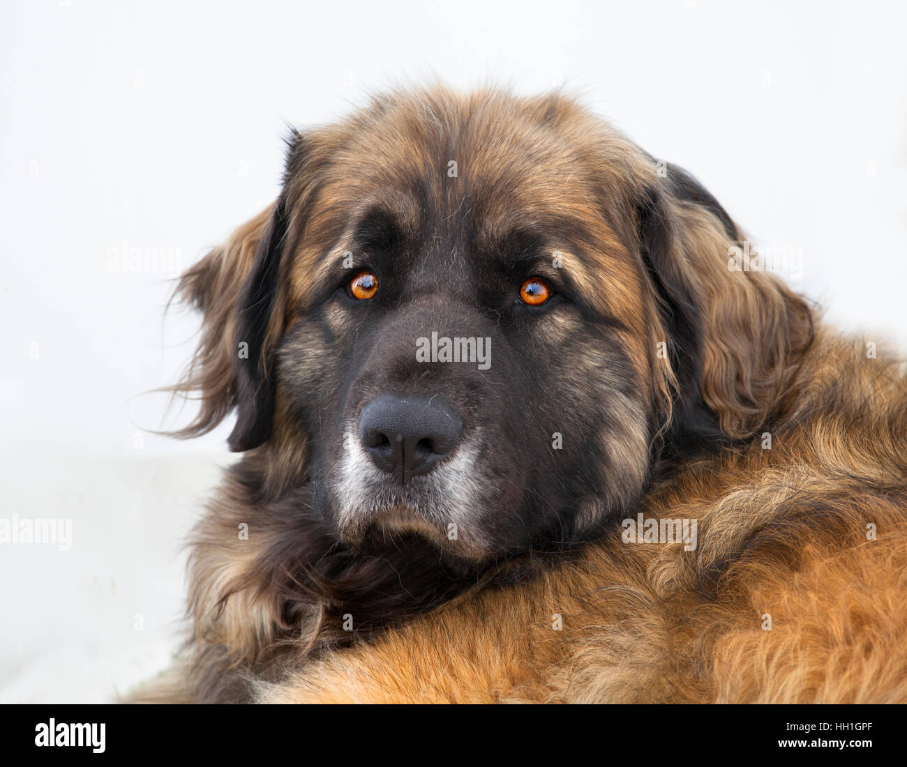 Portrait of a Leonberger Dog Stock Photo