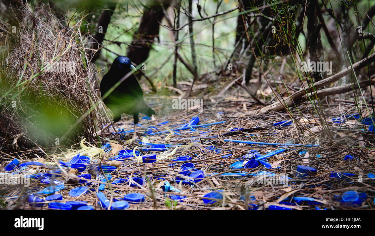 Bower bird and its blue plastic nest - a mating ritual Stock Photo