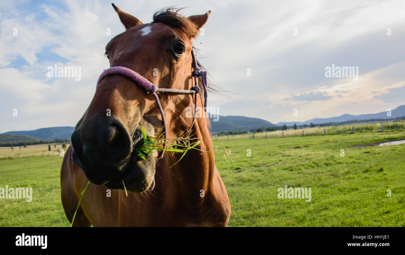 Funny Horse Face Stock Photos & Funny Horse Face Stock Images Alamy