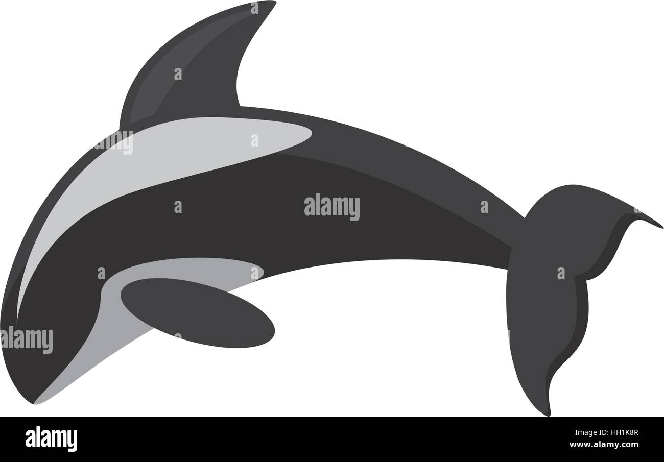 killer whale marine wildlife species Stock Vector