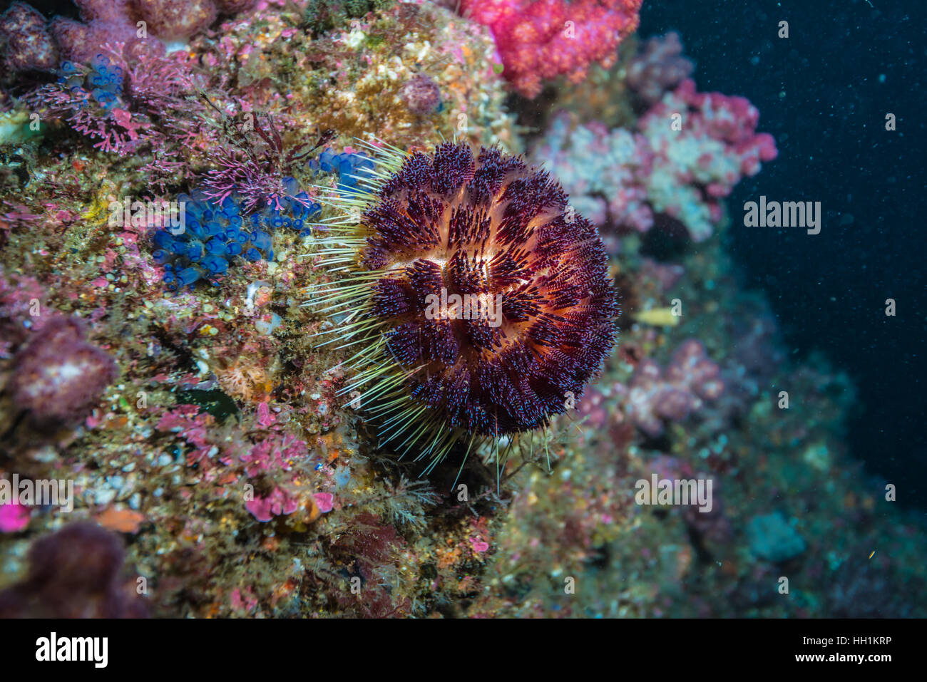 venom sea urchin（Asthenosoma ijimai) Stock Photo