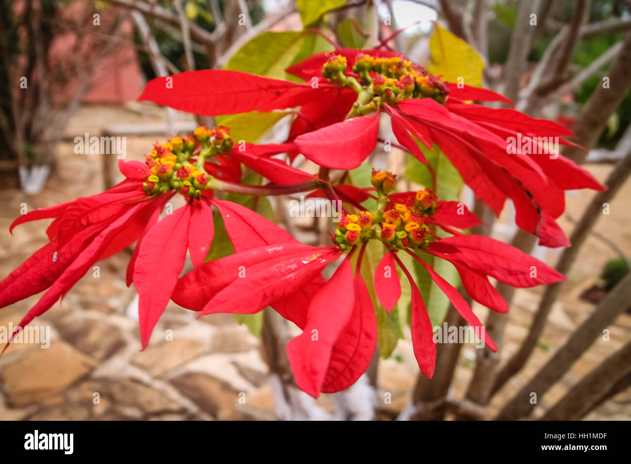 Red tropical Madagascar flower growing in a rainforest Stock Photo Alamy