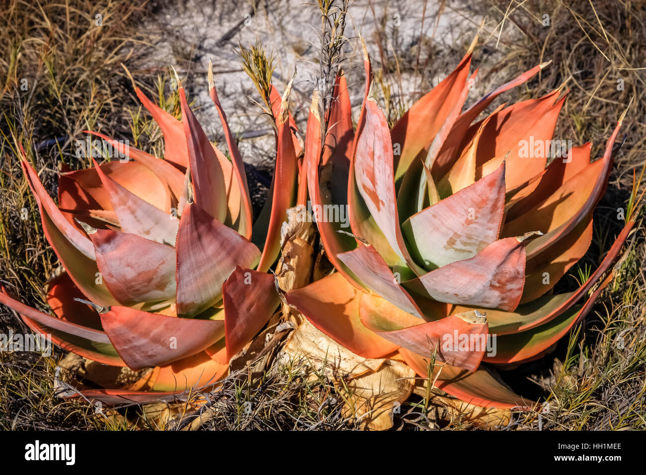 Red spined Madagascar aloe growing in the bush Stock Photo