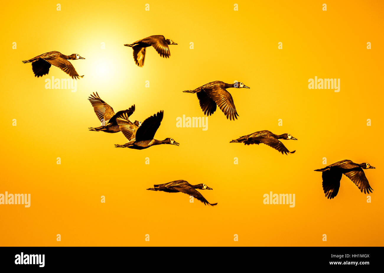 Flying flock of white faced whistling ducks from Madagascar Stock Photo