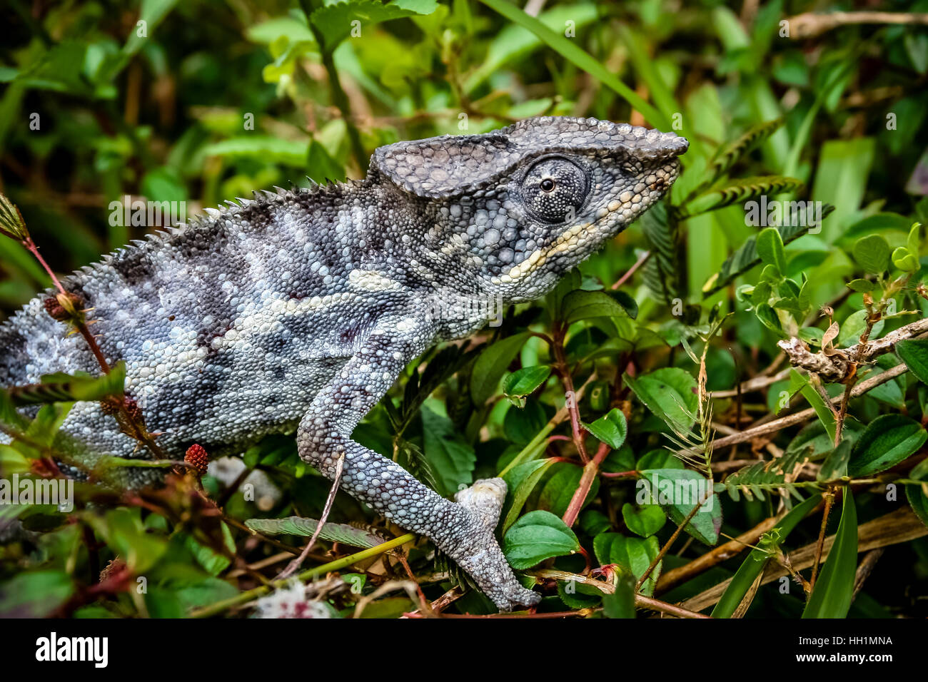 Small chameleon in the tropical madagascar rainforest Stock Photo