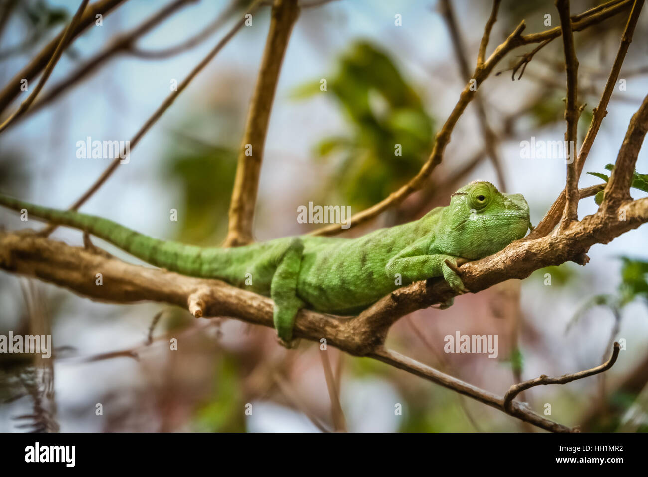 Chameleon catching sun on the small branch, Madagascar Stock Photo