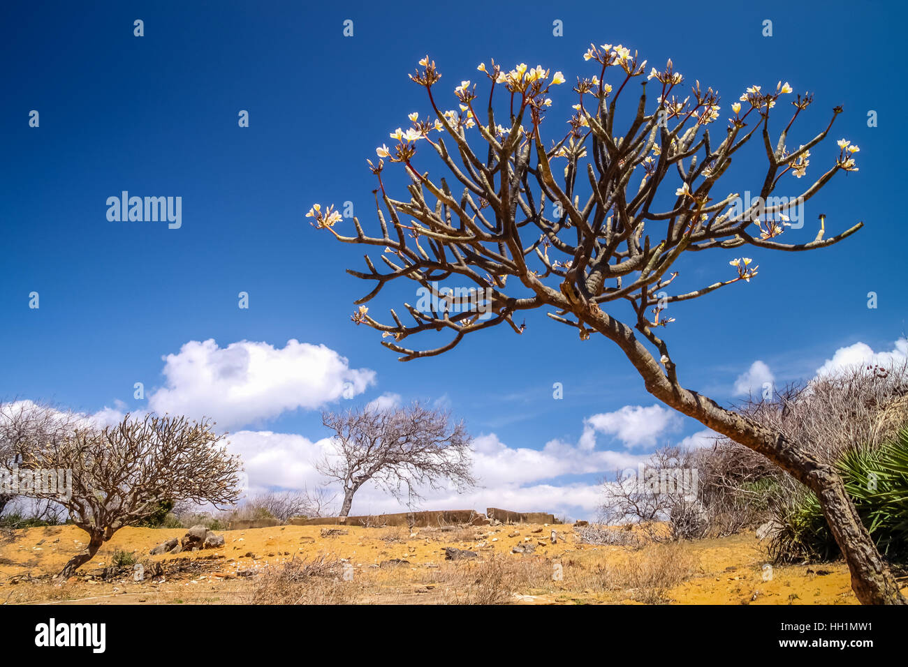 Strangely looking plants and trees in northern Madagascar near Ankarana Reserve Stock Photo