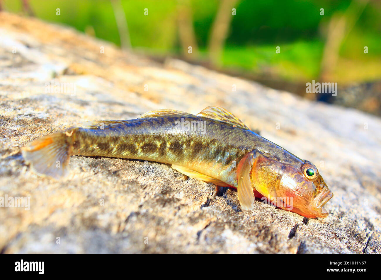 small caught grey gudgeon on the wooden surface Stock Photo